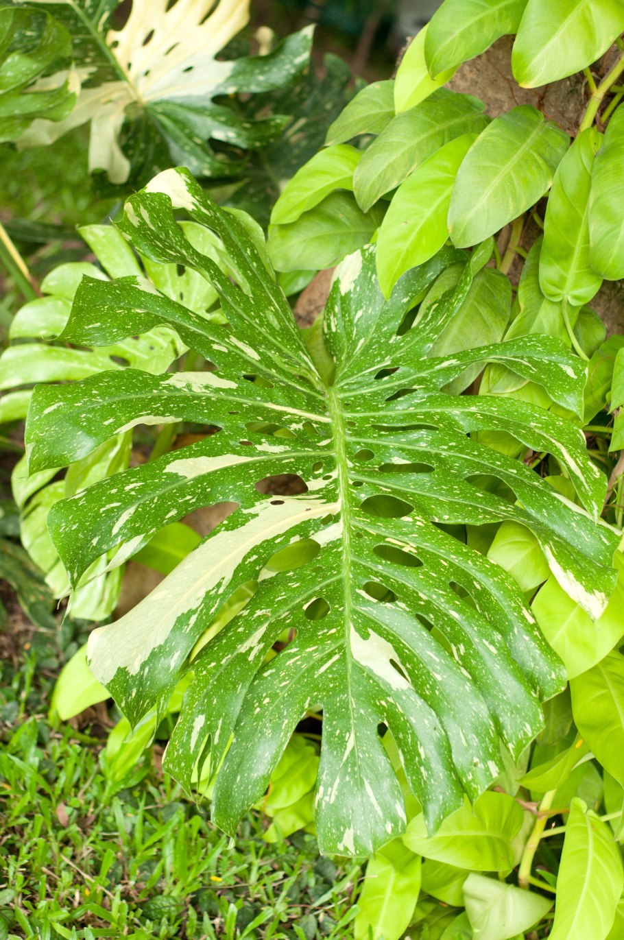 Филодендрон Кобра белая