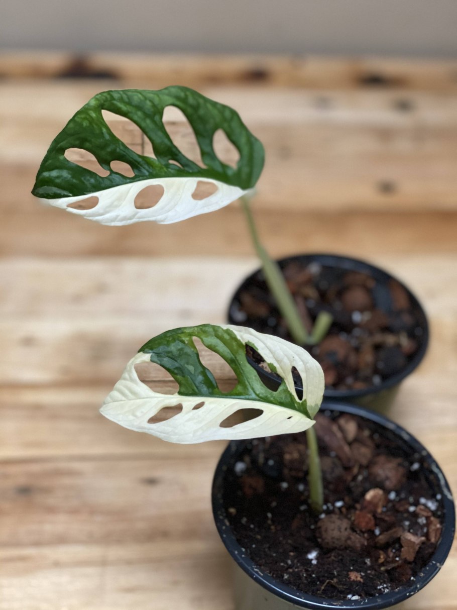 Монстера Делициоза Вариегата