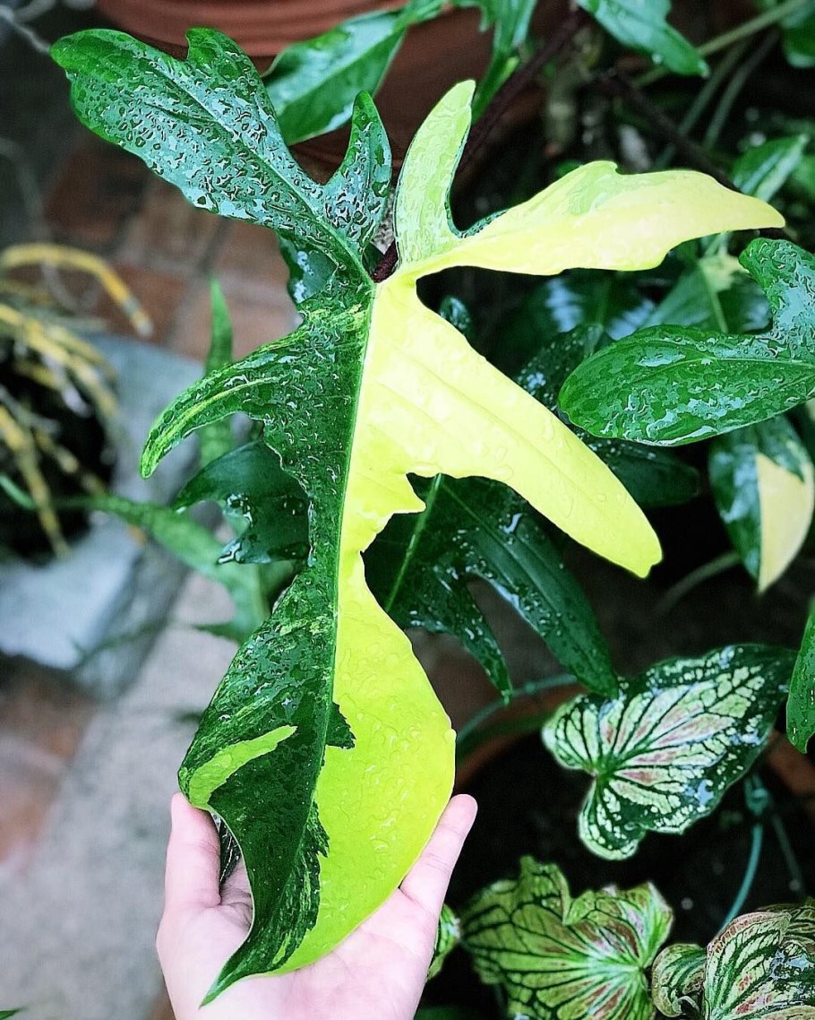 Homalomena Lemon Lime