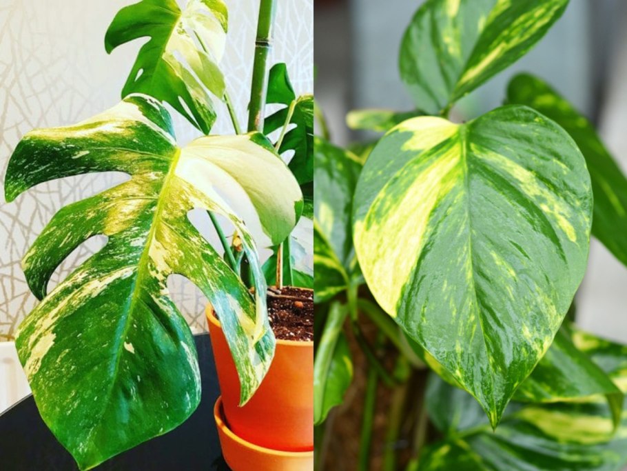 Монстера Адансона Вариегата