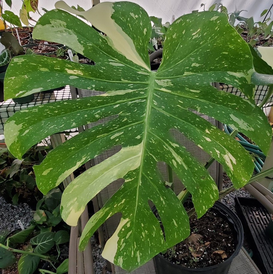 Монстера thai constellation