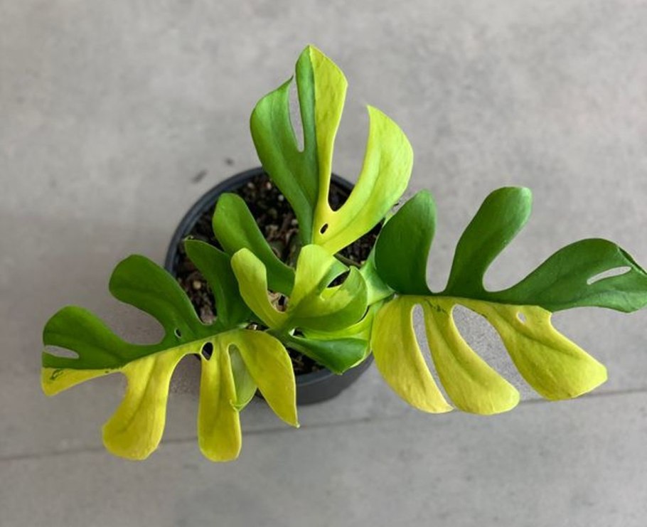 Монстера деликатесная (Monstera deliciosa)