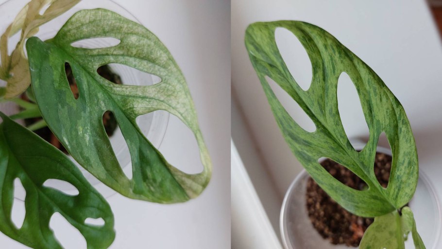 Монстера Альба Вариегата