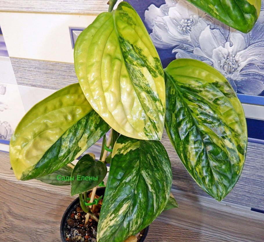 Монстера Адансона вариегатная индо минт