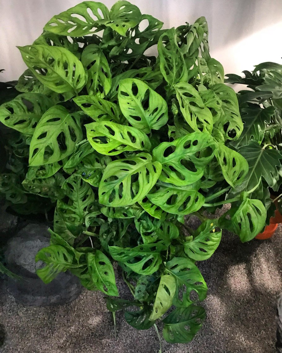 Букеты с крашенной монстерой