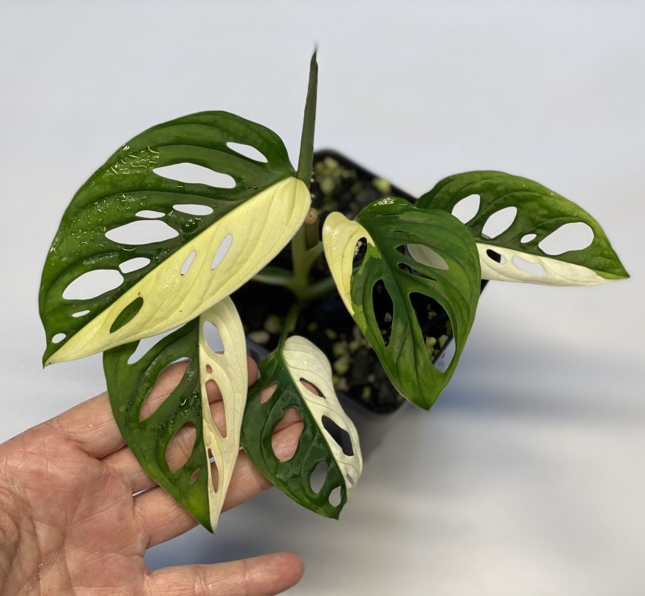 Монстера Адансона Вариегата