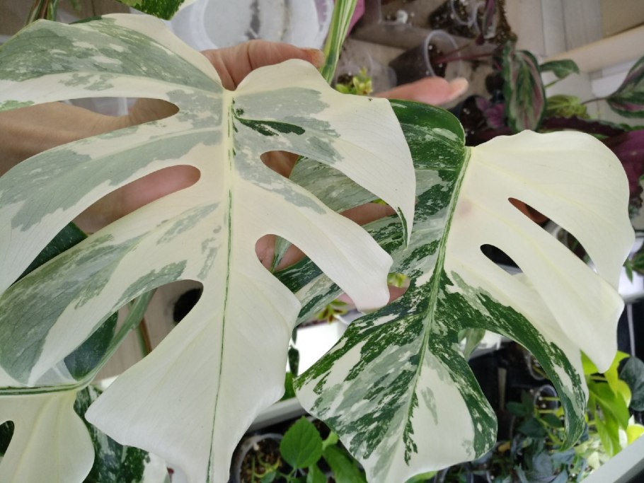 Монстера вариегатная тайское Созвездие