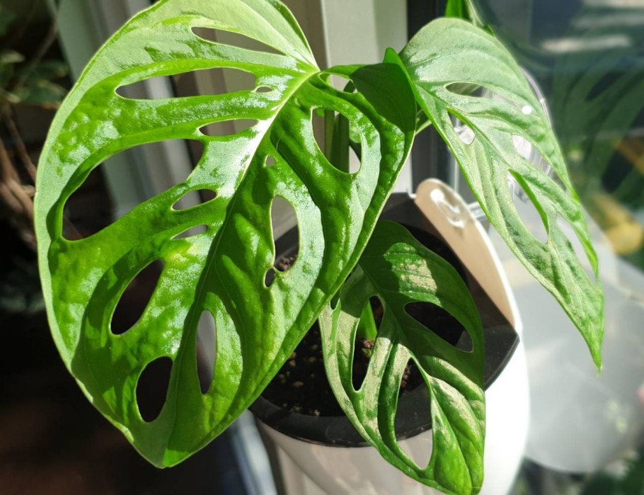 Монстера Индонезиан