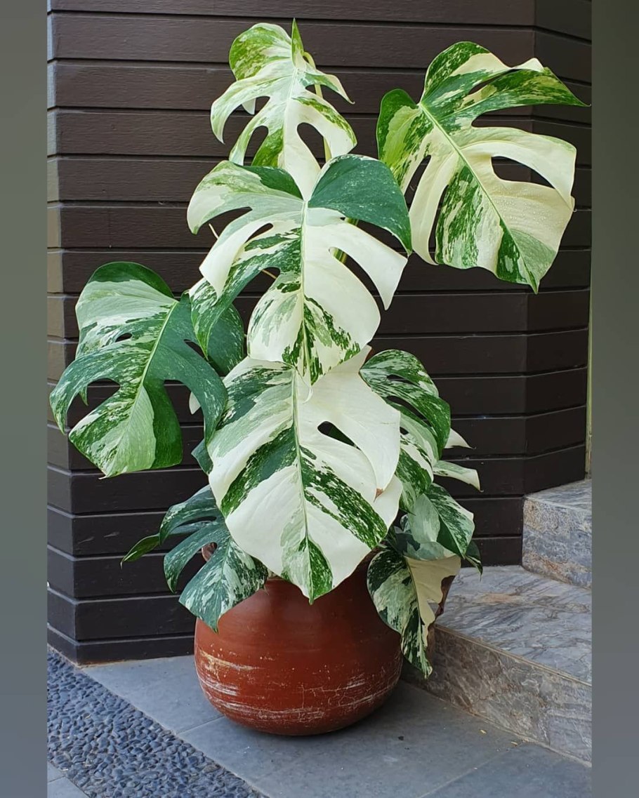 Монстера Thai Constellation