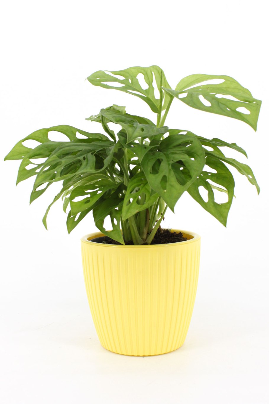 Алоказия ОДОРА вариегатная