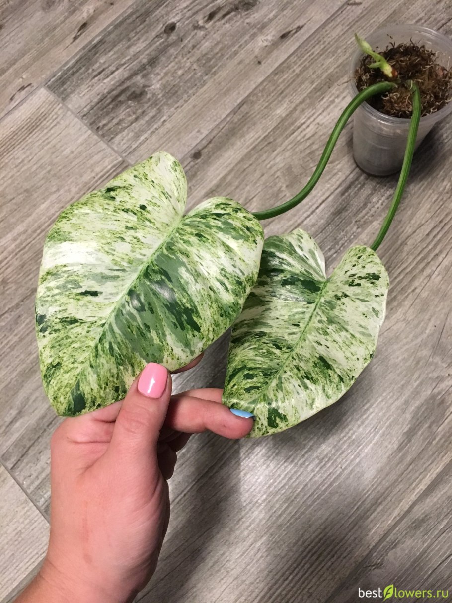 Филодендрон гигантум вариегатный