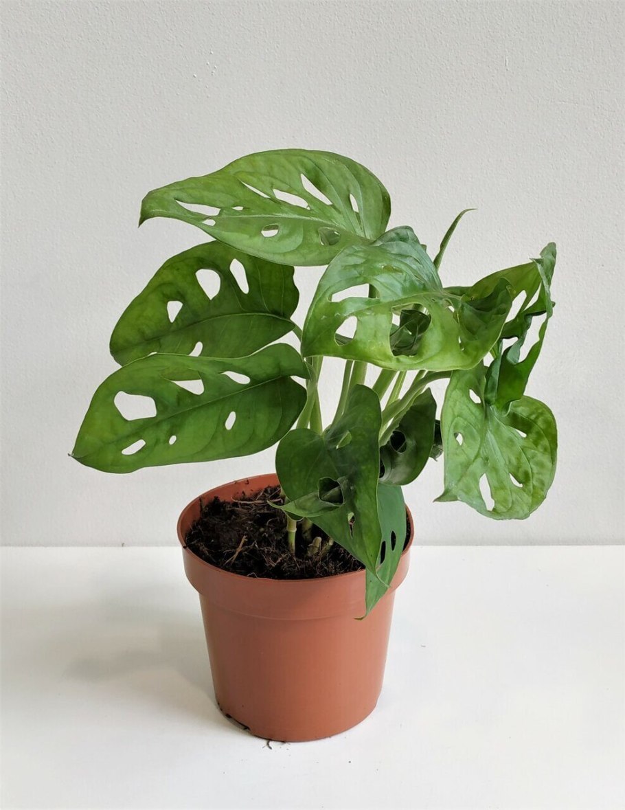 Монстера адансона monstera adansonii