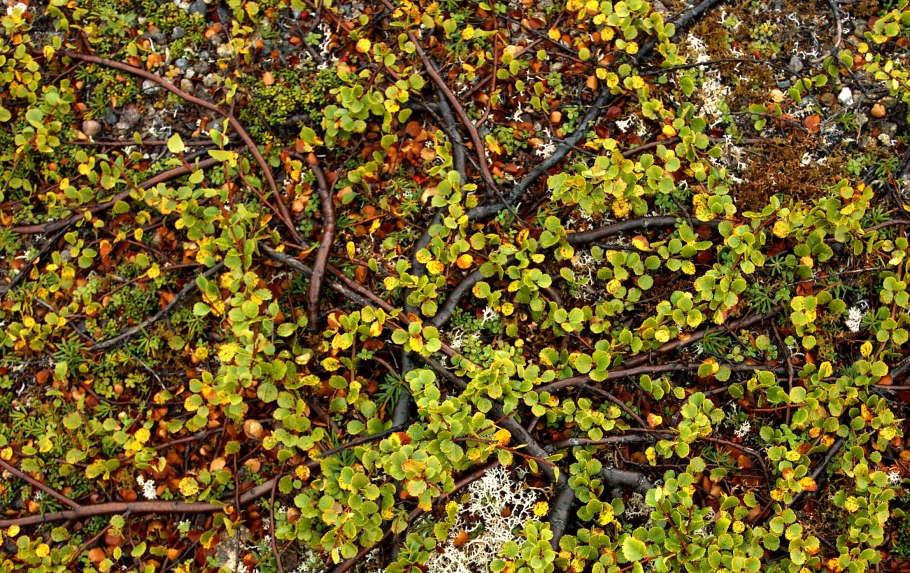 Береза карликовая Betula Nana
