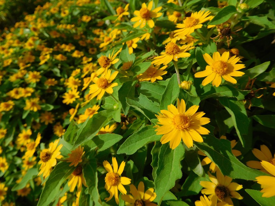 Солидаго растение