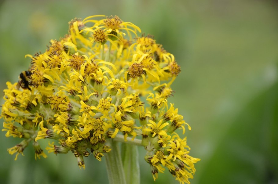 Пыльца мимозы