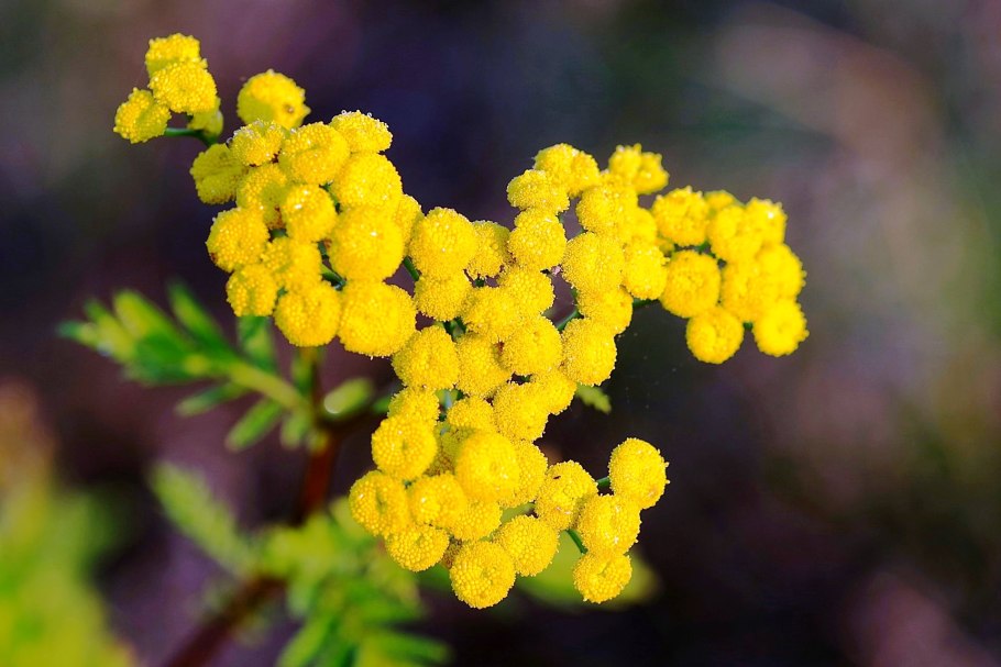 Пижма Киттари