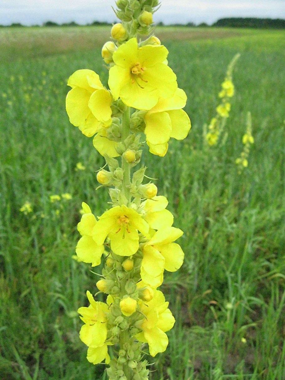 Цветок арники горной