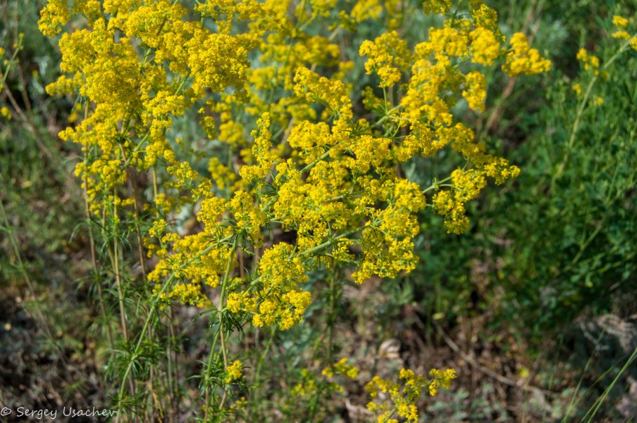Коровяк обыкновенный