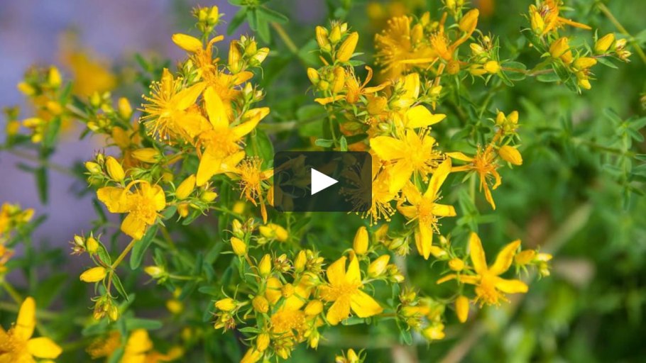 Подмаренник казахстанский