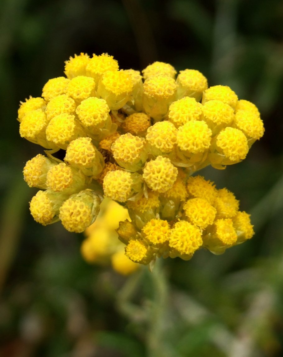 Золотая розга (золотарник)