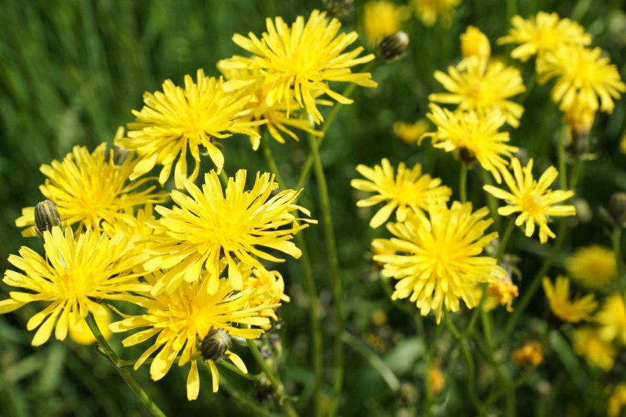 Розга Золотая листья