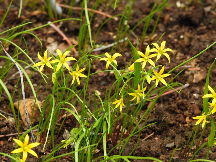 Гусиный лук (Gagea lutea)