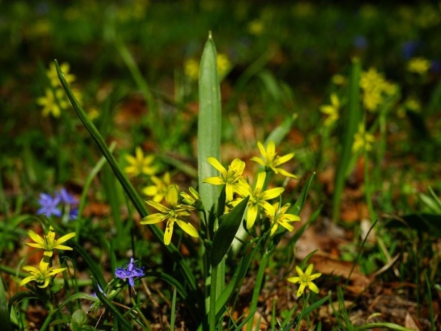 Гусиный лук жёлтый (Gagea lutea)