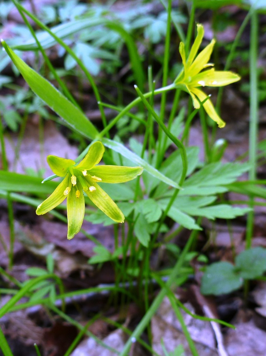 Gagea lutea гуси́ный лук жёлтый, или Га́гея жёлтая