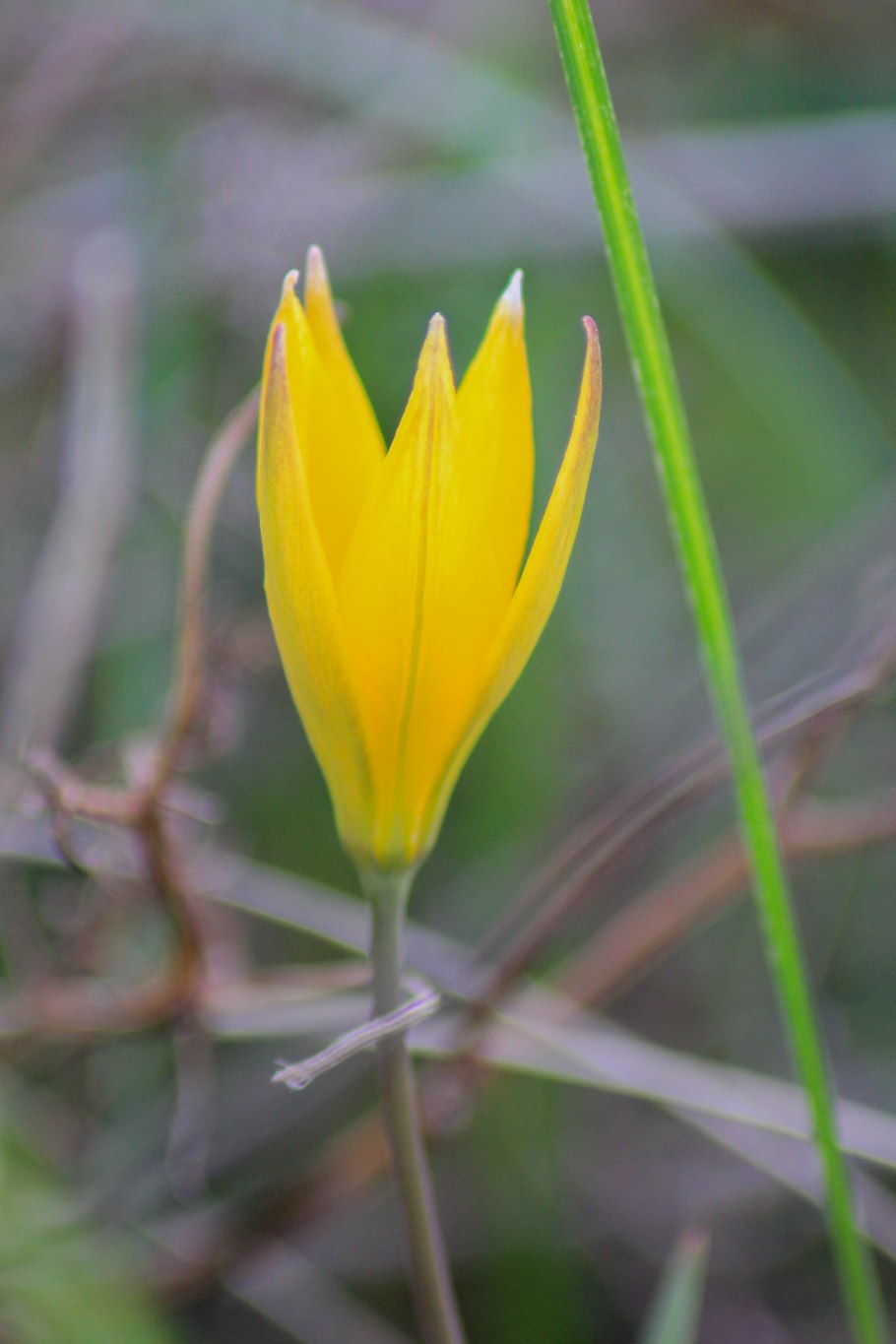 Гусиный лук (Gagea)