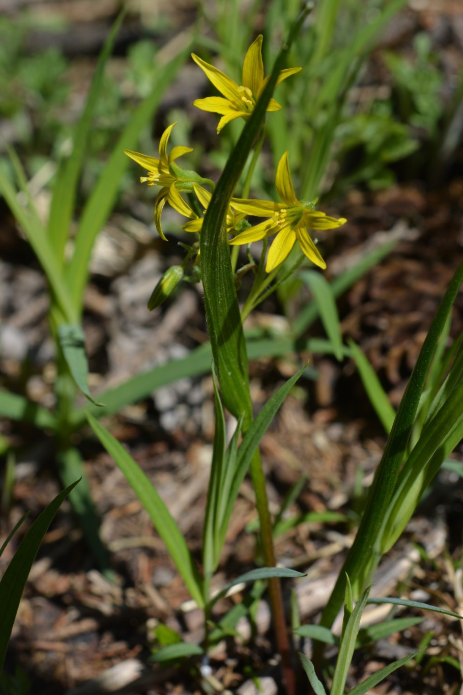 Гусиный лук жёлтый (Gagea lutea)
