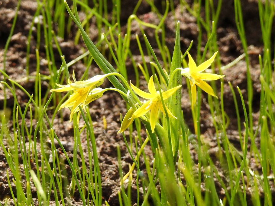 Гусинолук длиннострелковый