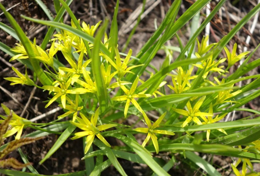 Gagea lutea