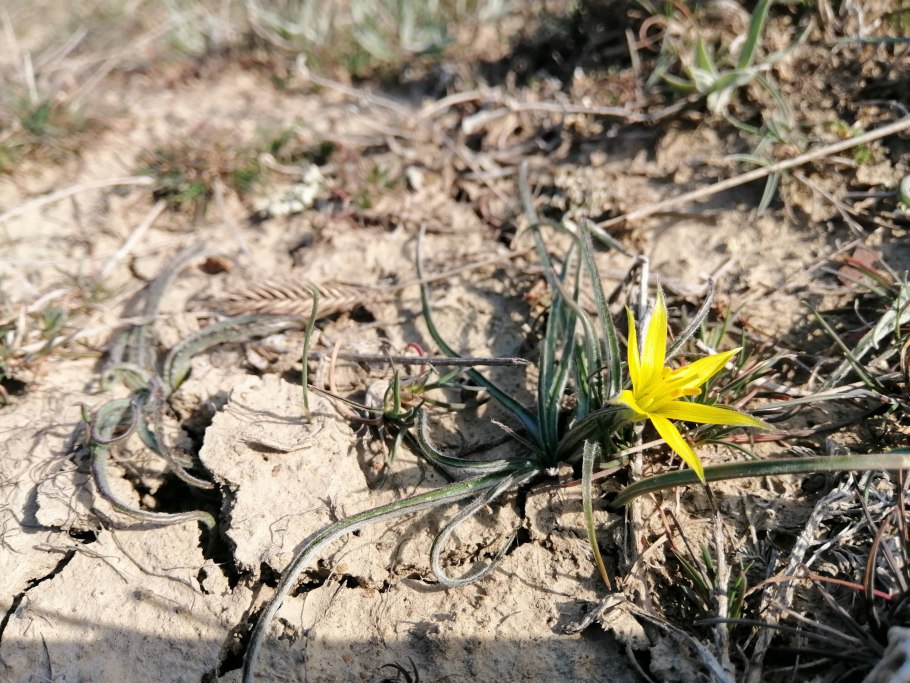 Тюльпан Биберштейна Tulipa biebersteiniana