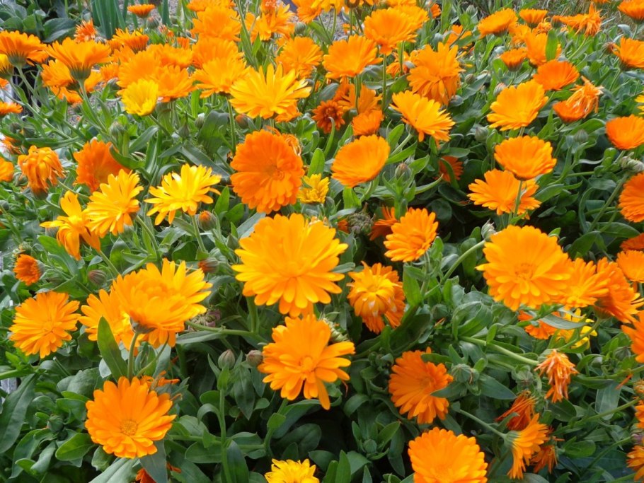 Календула в комнате