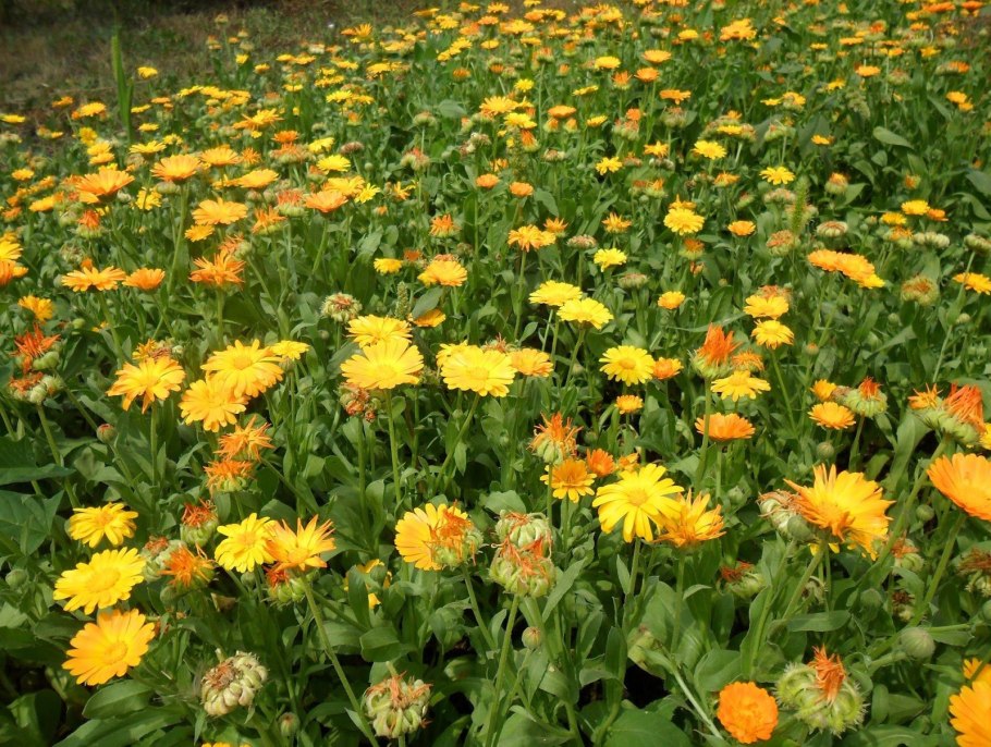 Календула Полевая