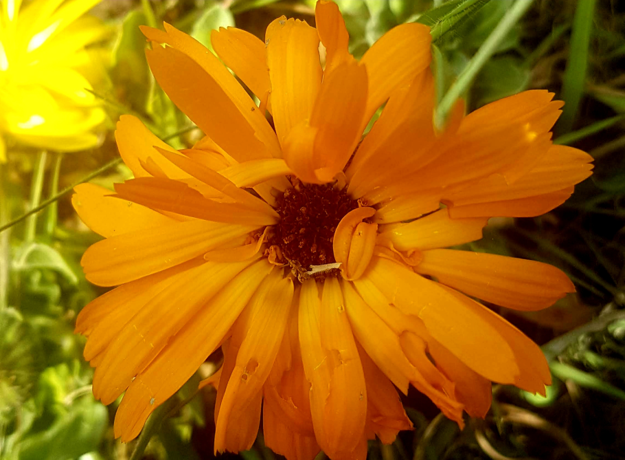 Календула Камелия