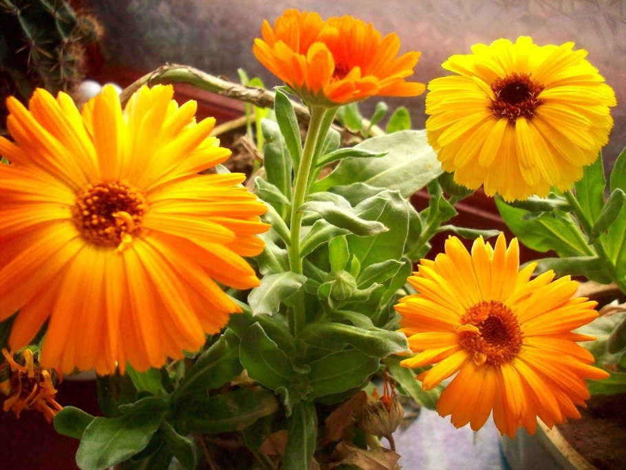 Календула Дикая