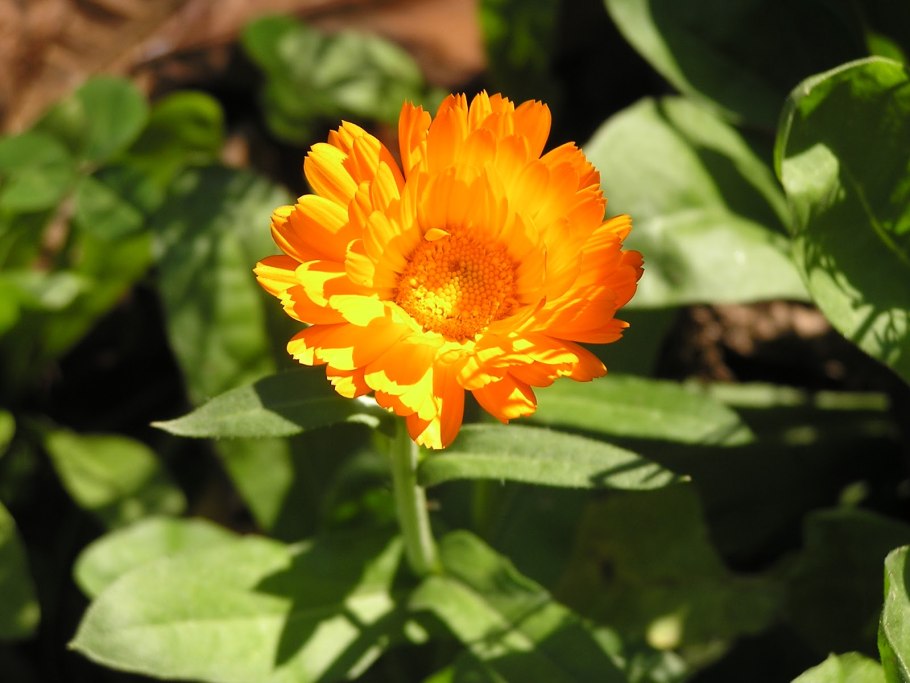 Календула, лепестки