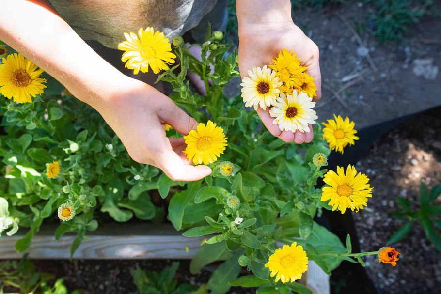 Календула сбор