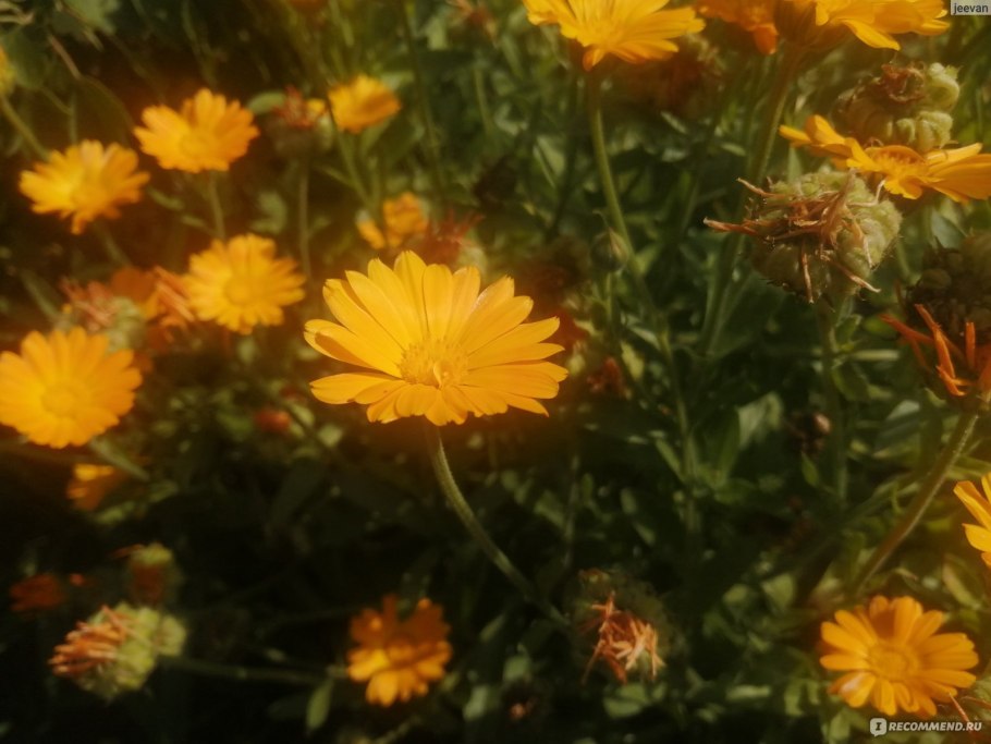 Календула лекарственная семена