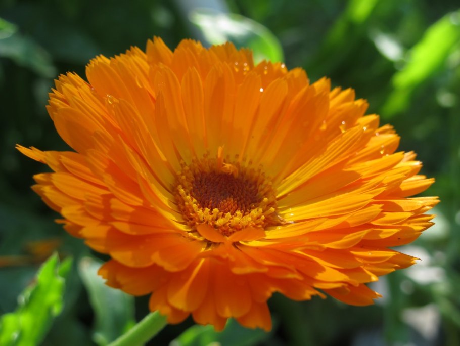 Календула Меригольд