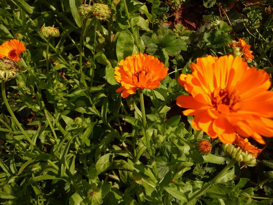 Календула радио фото