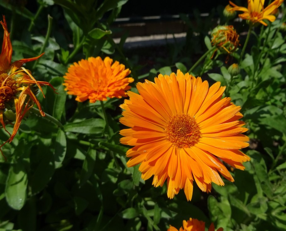 Календула дракон