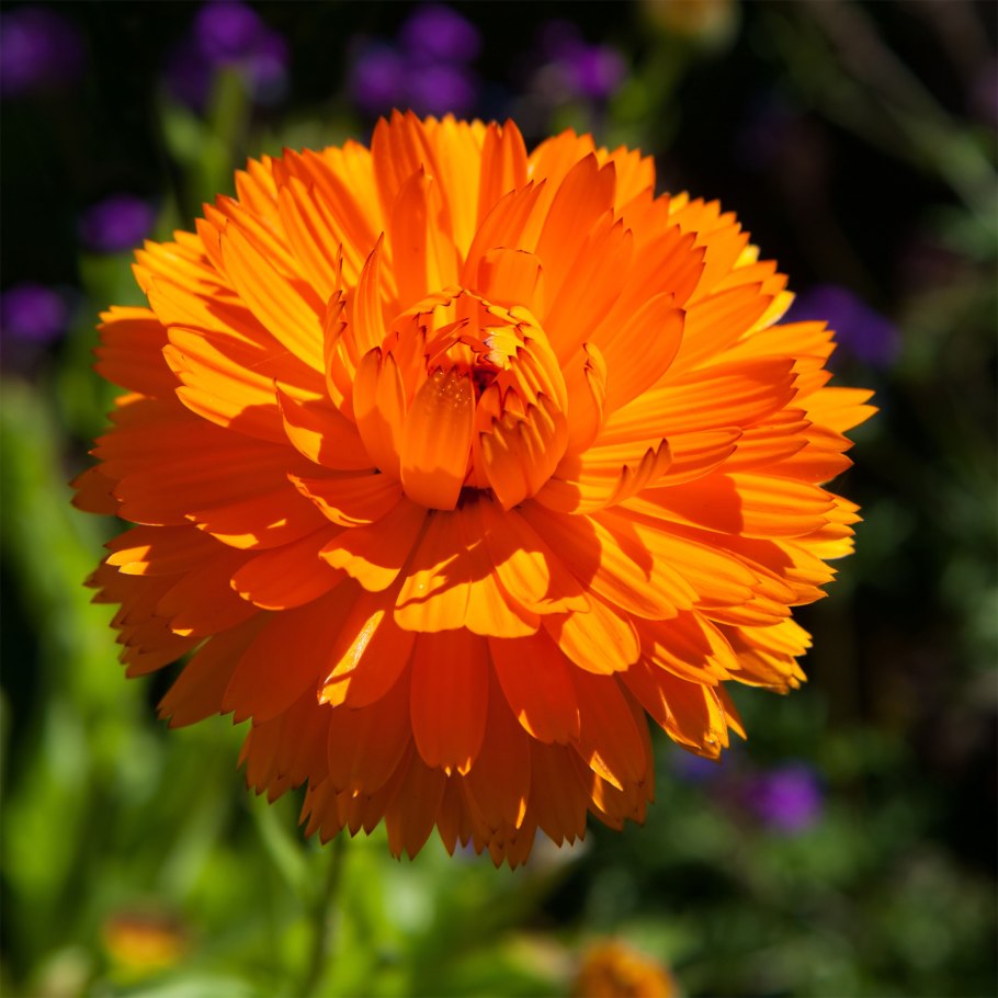 Calendula officinalis Touch of Red Mix русское название