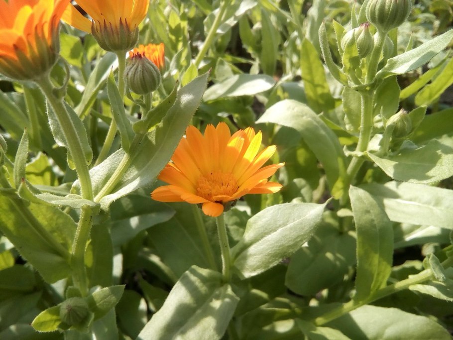 Календула Дачница