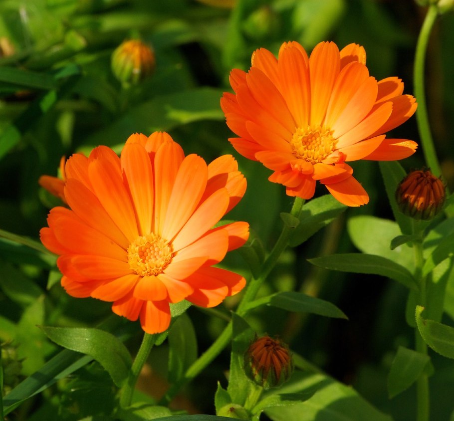 Липецкий календула