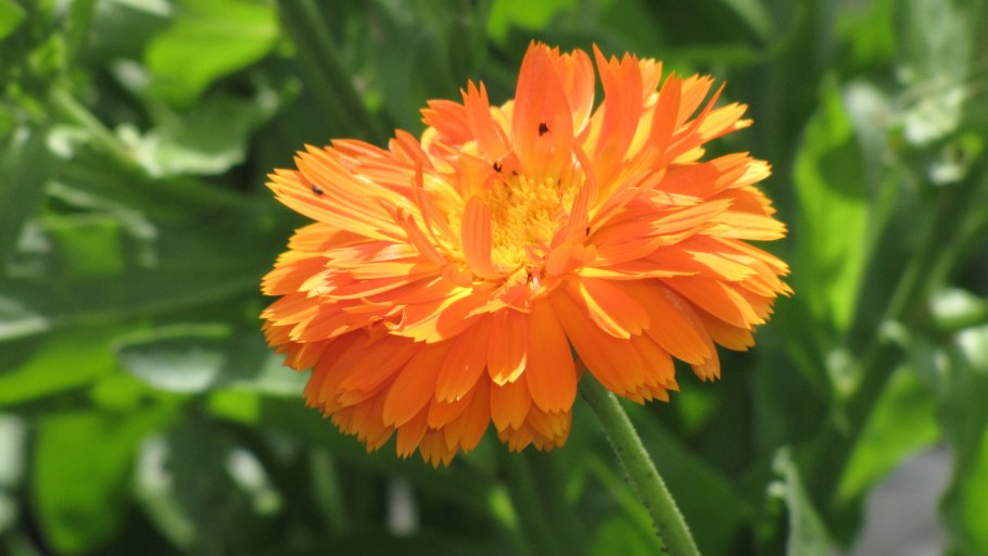 Календула лекарственная место обитания