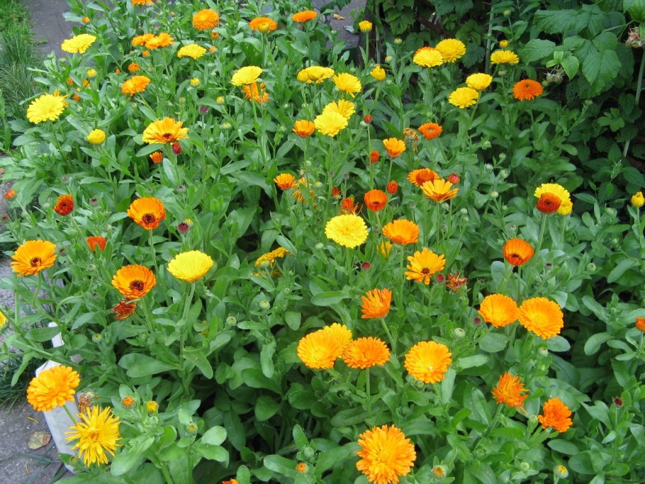 Календула лекарственная "Кремвайс"