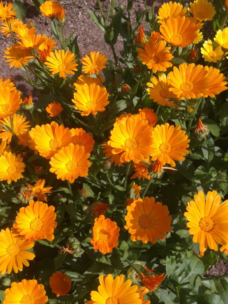 Календула оранжевый Король