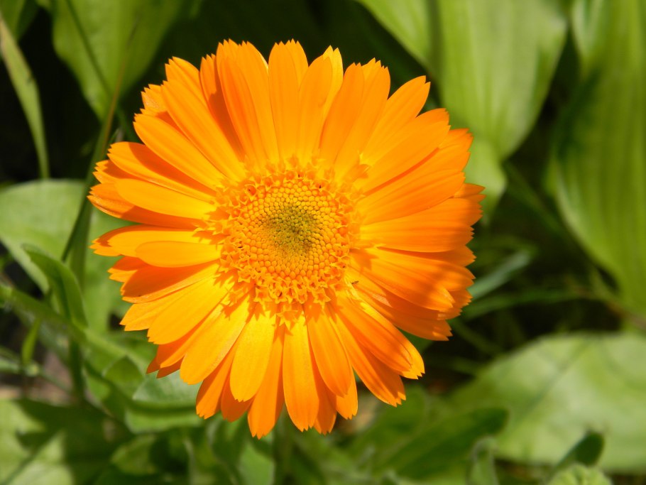 Календула оранжевый Дикобраз